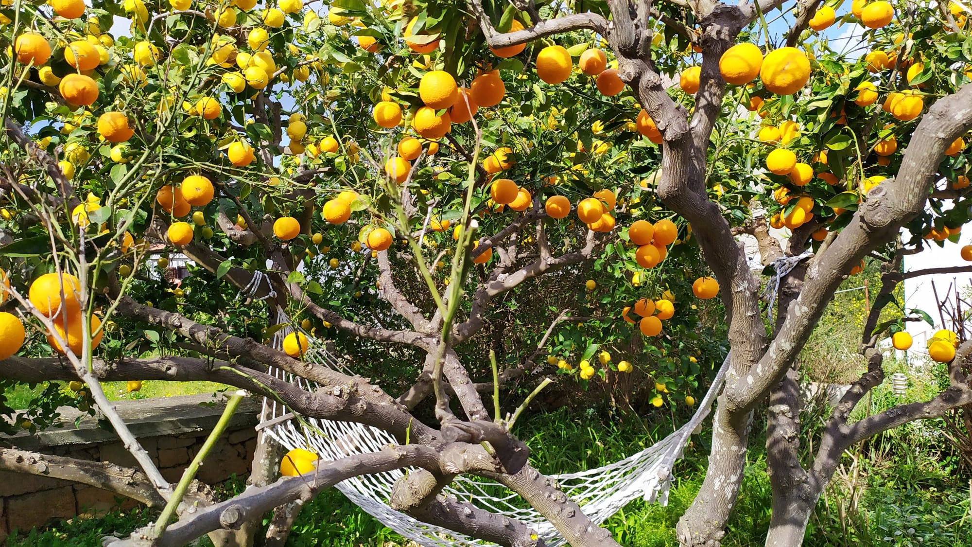 Hammock under orange tree
